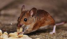 24 Hour & Emergency Exterminators in Wickford, RI